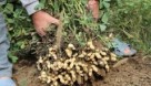 تولید ۲۵۰۰ تن بادام زمینی در شهرستان پارس آباد