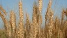 کاهش ۲۰ هزار تنی تولید گندم در پارس آباد مغان