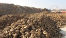 تولید بیش از ۱۵۰هزار تن چغندر قند در کشت و صنعت مغان