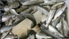 کشف ۵۰۸ قطعه ماهی از صیادان غیرمجاز در شهرستان پارس آباد